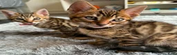 Bengal cats for sale: ✨ Beautiful Bengal Kittens✨ - Advert 27