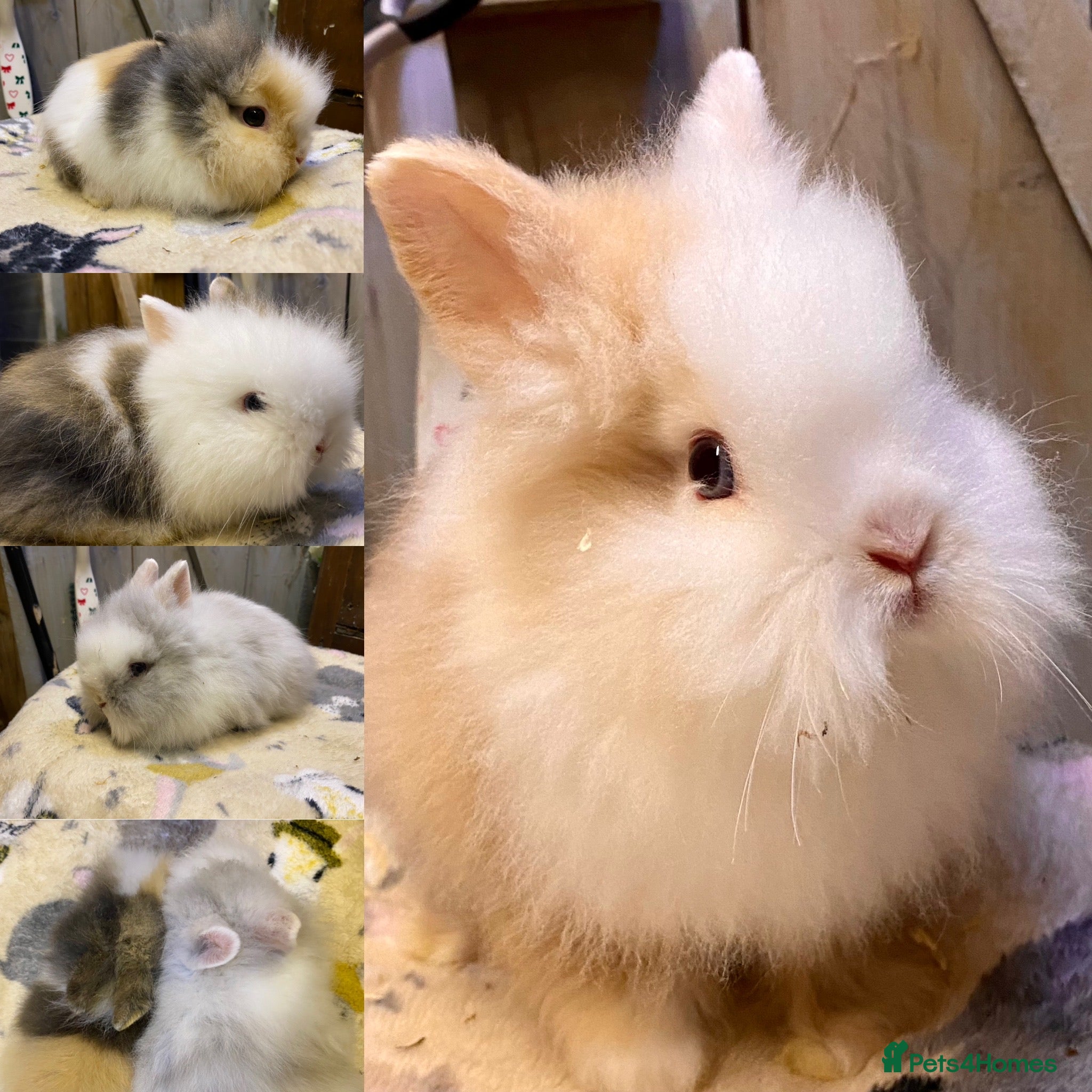 Lionhead rabbits Last 2 babies!! - Advert 4