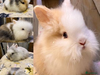 Lionhead rabbits New litter added ready to go - Advert 2