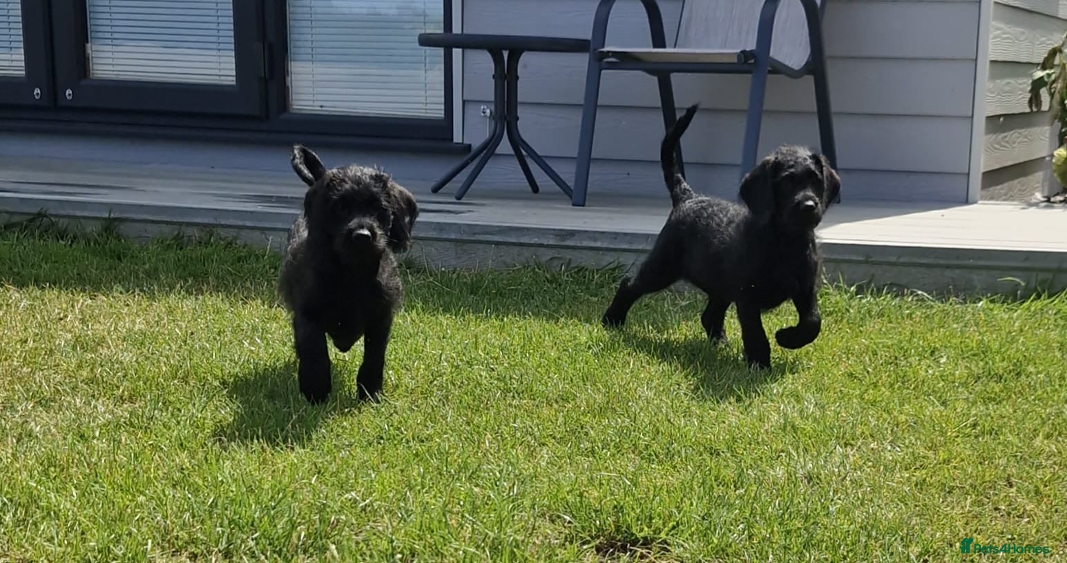 Labradoodle dogs Extensively Health Tested F1 Miniature Labradoodle - Advert 1