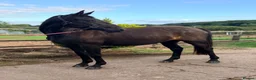 Irish Sports horses for sale: Stunning 3yo - The World Is Her Oyster  - Advert 2