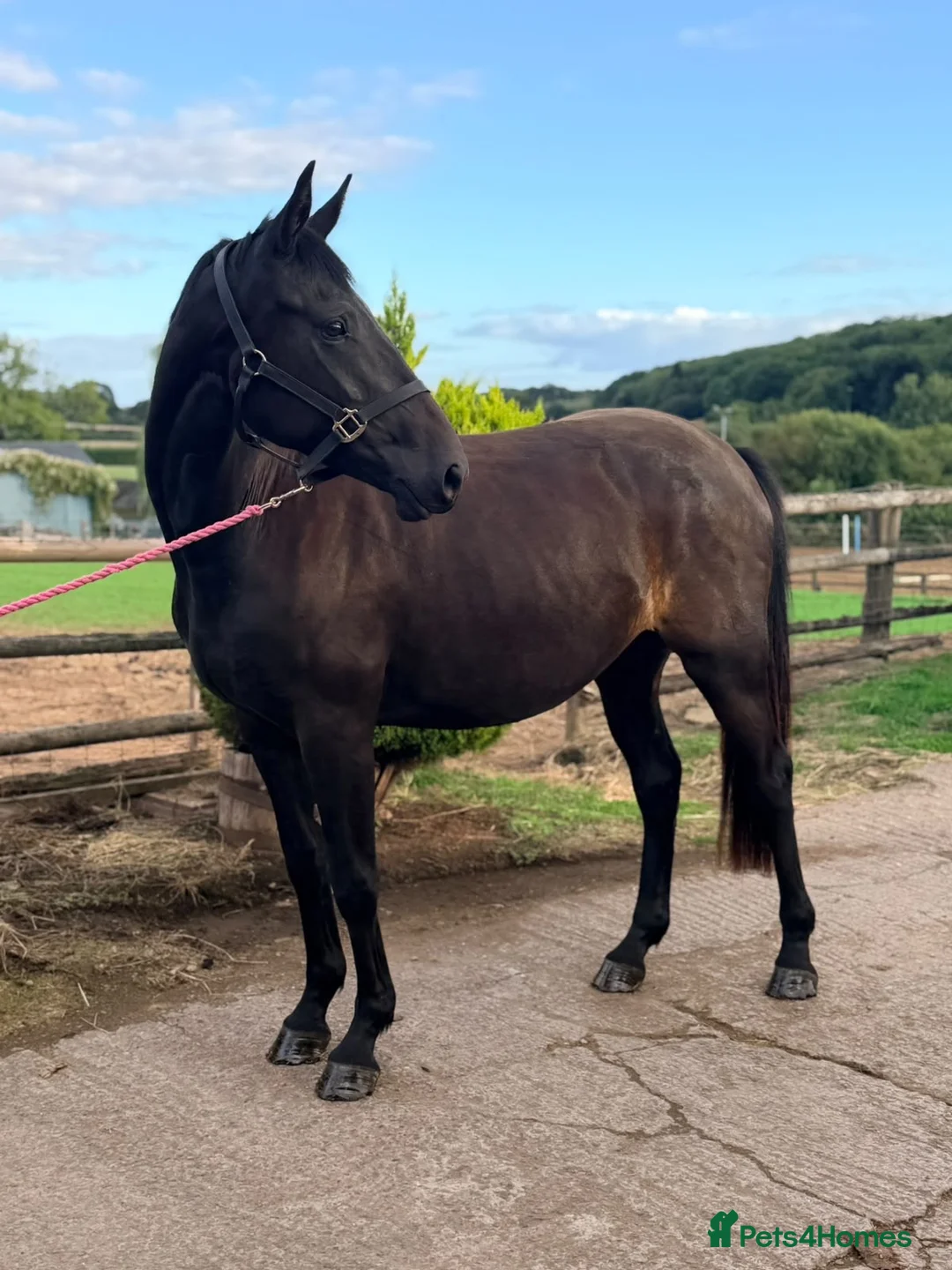 Irish Sports horses for sale: Stunning 3yo - The World Is Her Oyster  - Advert 2