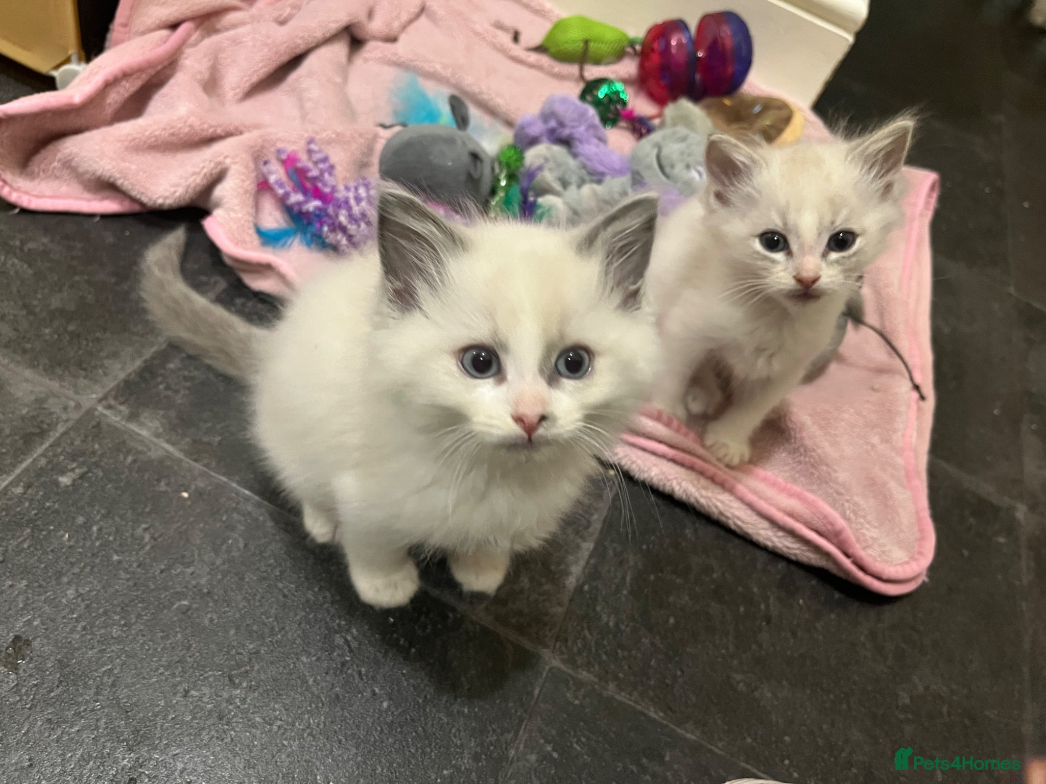 Ragdoll cats 2 male lynx ragdoll kittens available  - Advert 7