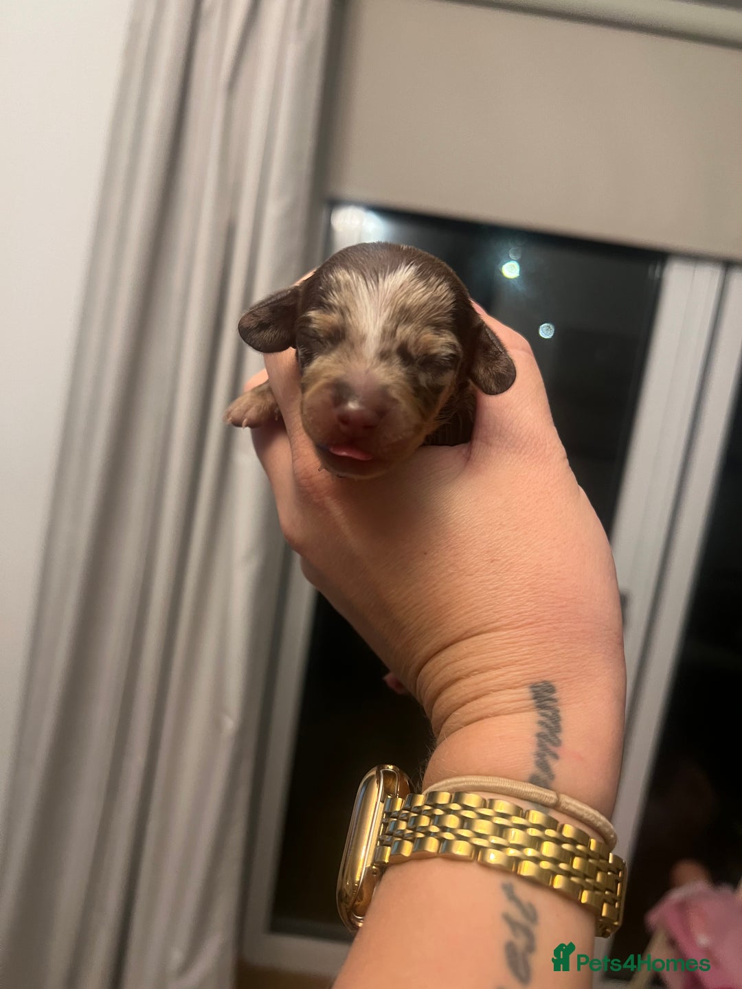 Miniature Dachshund dogs for sale: Just born, miniature dachshunds, boys & girls - Advert 8