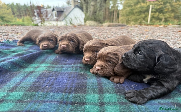 Sprocker dogs - Advert 1