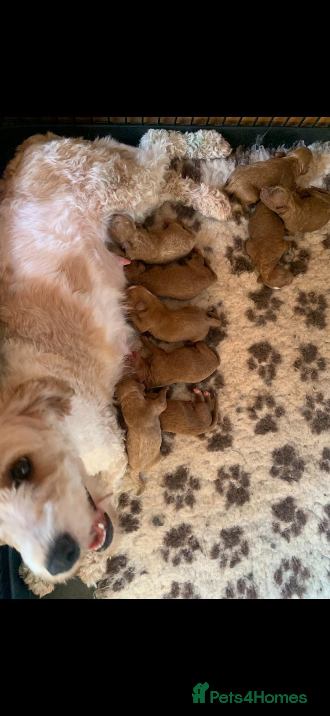Cavapoo dogs for sale: Fabulous F1b Cavapoo litter - DNA clear - Image 7