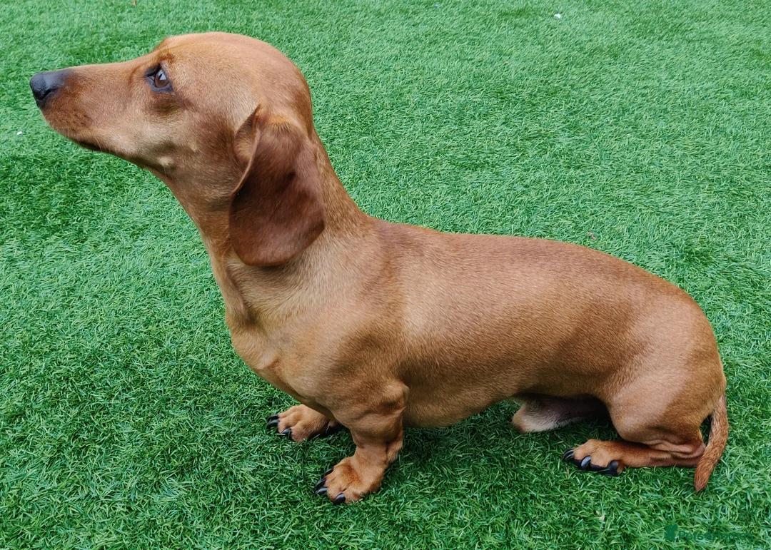 Miniature Dachshund dogs for stud: Miniature Shaded Red Dachshund for Stud PRA Clear in Faringdon - Advert 8