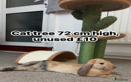 English Lop rabbits for sale: New Home for Milo - Image 5