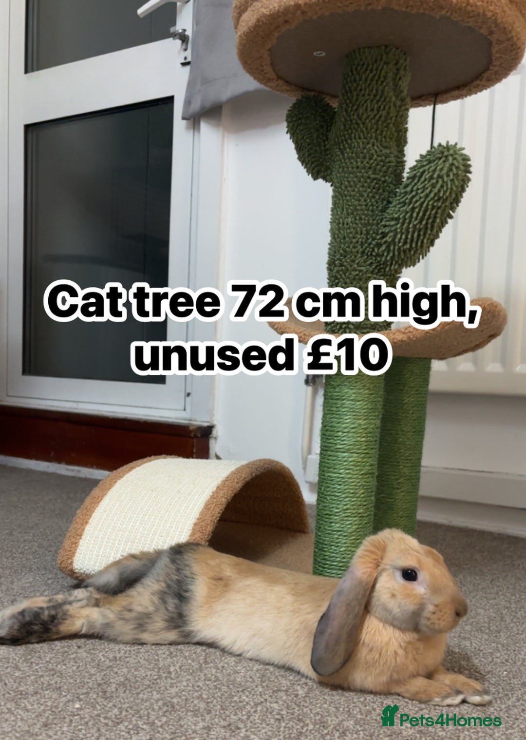 English Lop rabbits for sale: New Home for Milo - Image 5