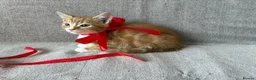 Mixed Breed cats for sale: Gorgeous healthy kitten looking for a loving home  - Advert 6