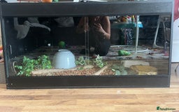 Python Snake reptiles for sale: Python snake - Image 3