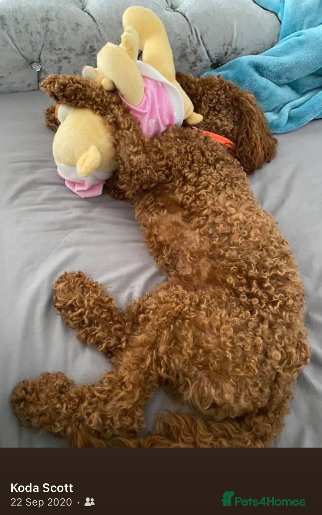 Cockapoo dogs for stud: 🐾 STUD DOG AVAILABLE – Meet Koda 🐾 - Image 5