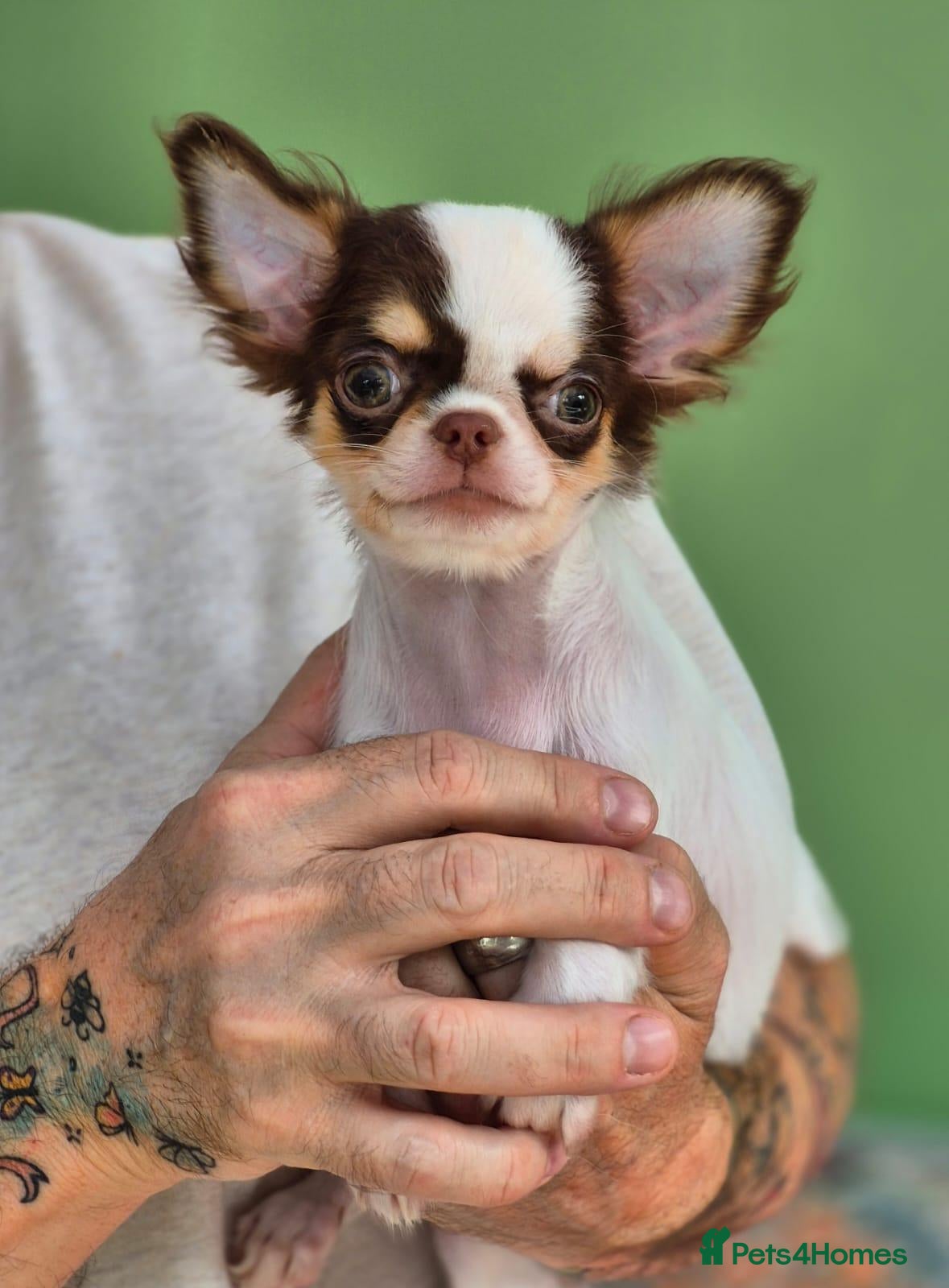 Chihuahua dogs Amazing Small Longcoat Apple head Chihuahua Puppy  - Advert 1