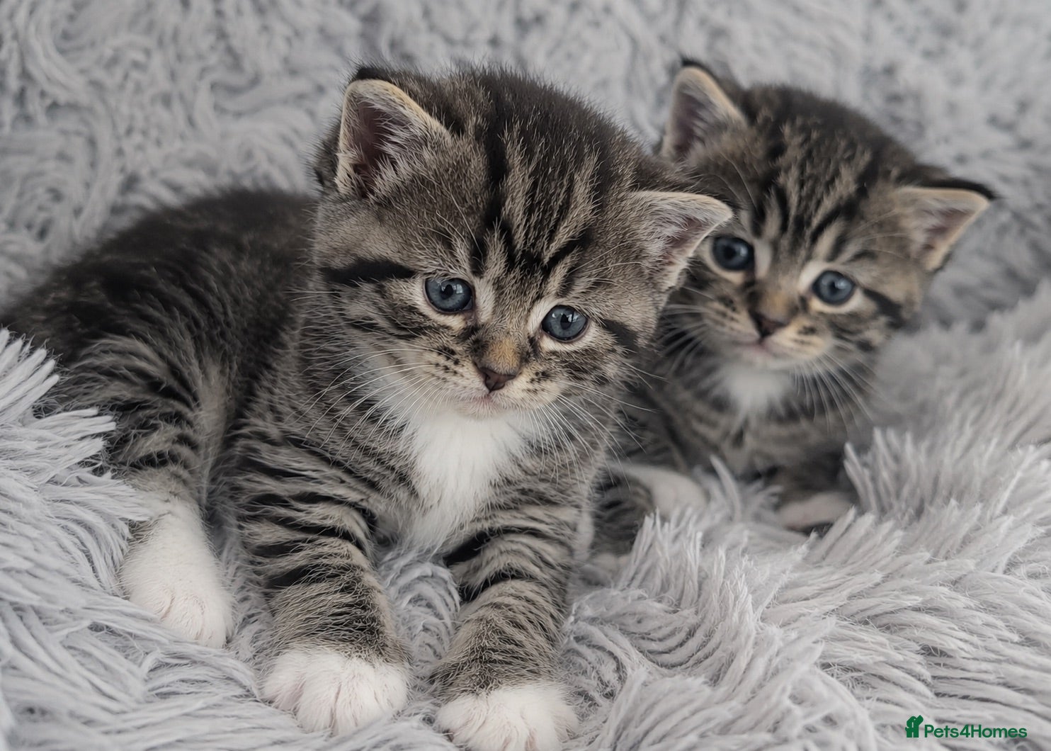 Mixed Breed cats Stunning bengal x Tabby Kittens Ready Now! - Advert 3