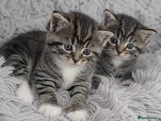 Mixed Breed cats Stunning bengal x Tabby Kittens Ready Now! - Advert 3