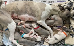 Whippet dogs for sale: Beautiful whippet whippet pups 🥰 - Image 11