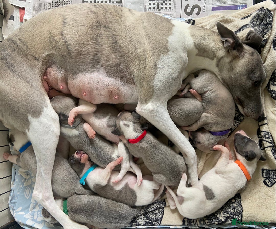 Whippet dogs for sale: Beautiful whippet whippet pups 🥰 - Image 11