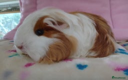 Guinea Pig rodents for sale: Baby Sheltie Sows/ Retired PE Self Golden Sow - Image 3