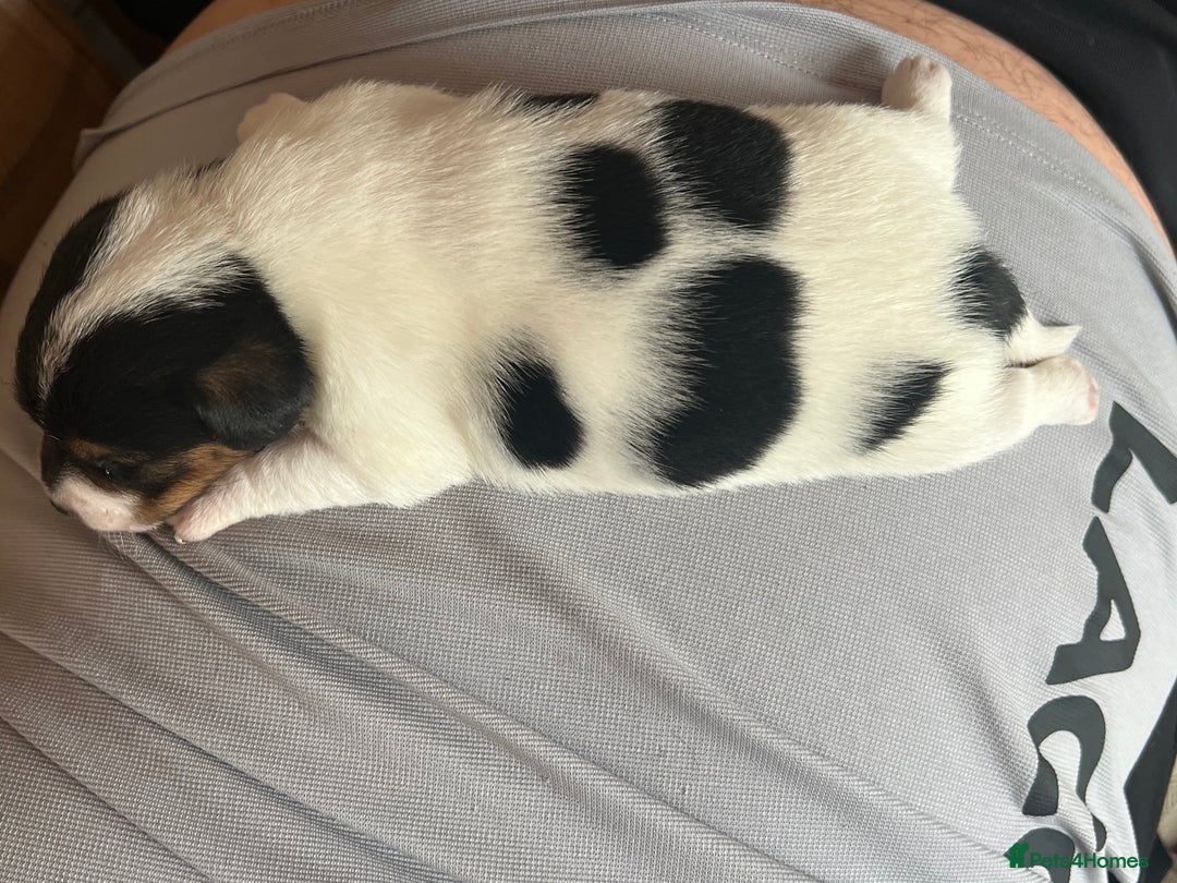 Jack Russell dogs for sale: Poppy - Image 5
