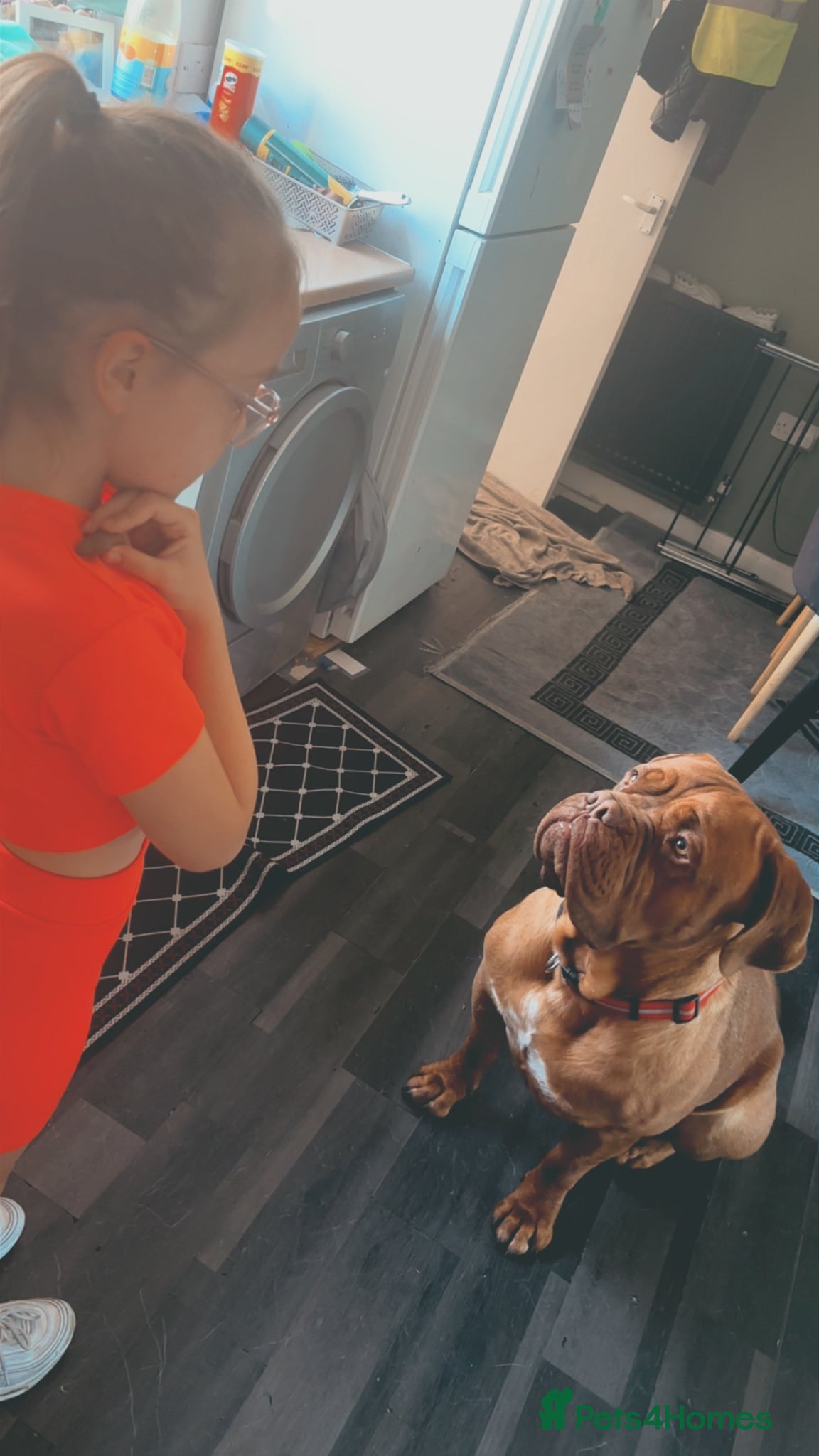 Dogue De Bordeaux dogs for sale: Beautiful big boy  - Advert 12