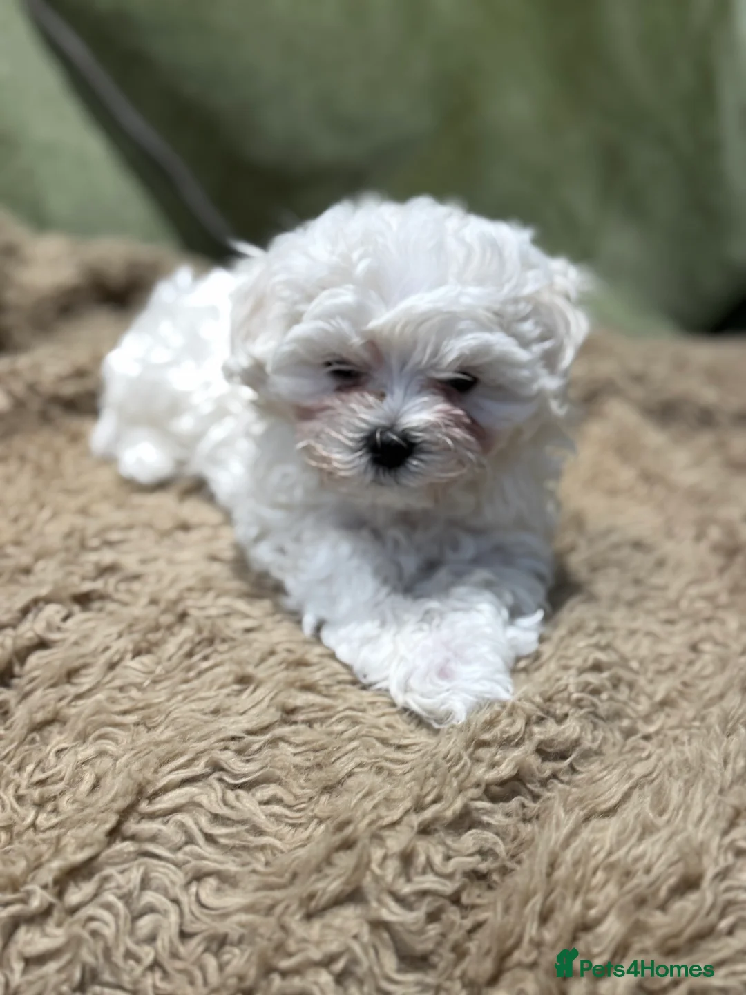 Maltese dogs for sale: Beautiful Maltese puppy  - Advert 2