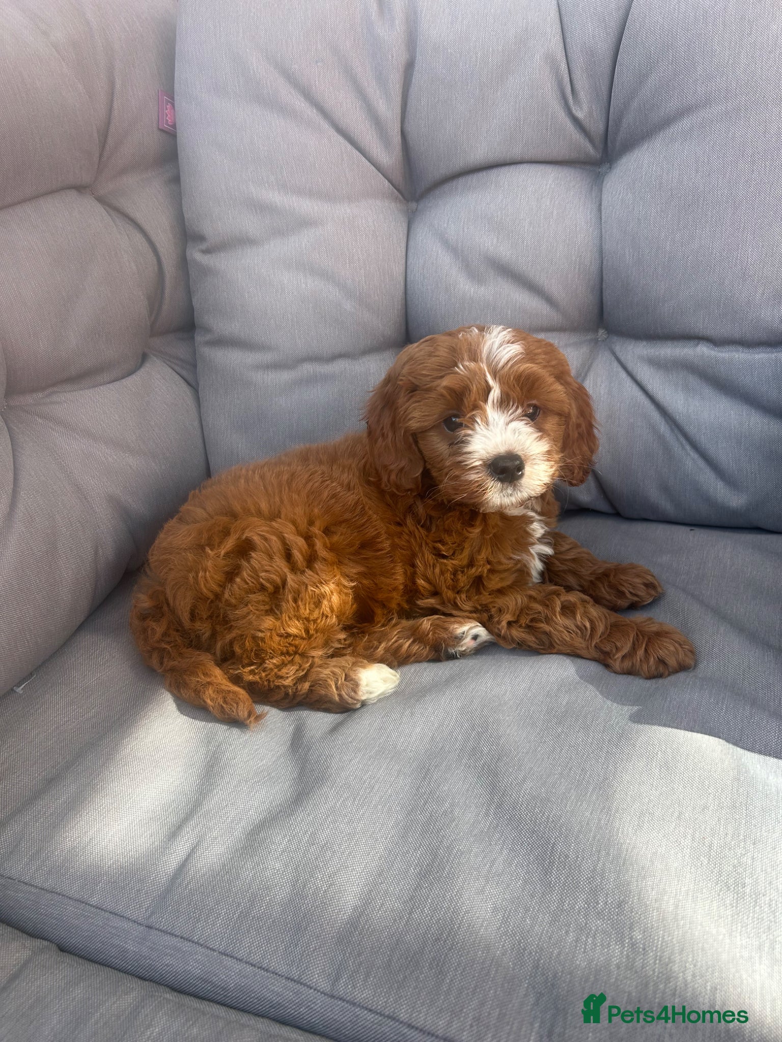 Cavapoo dogs Cavapoo girl for sale - Advert 1