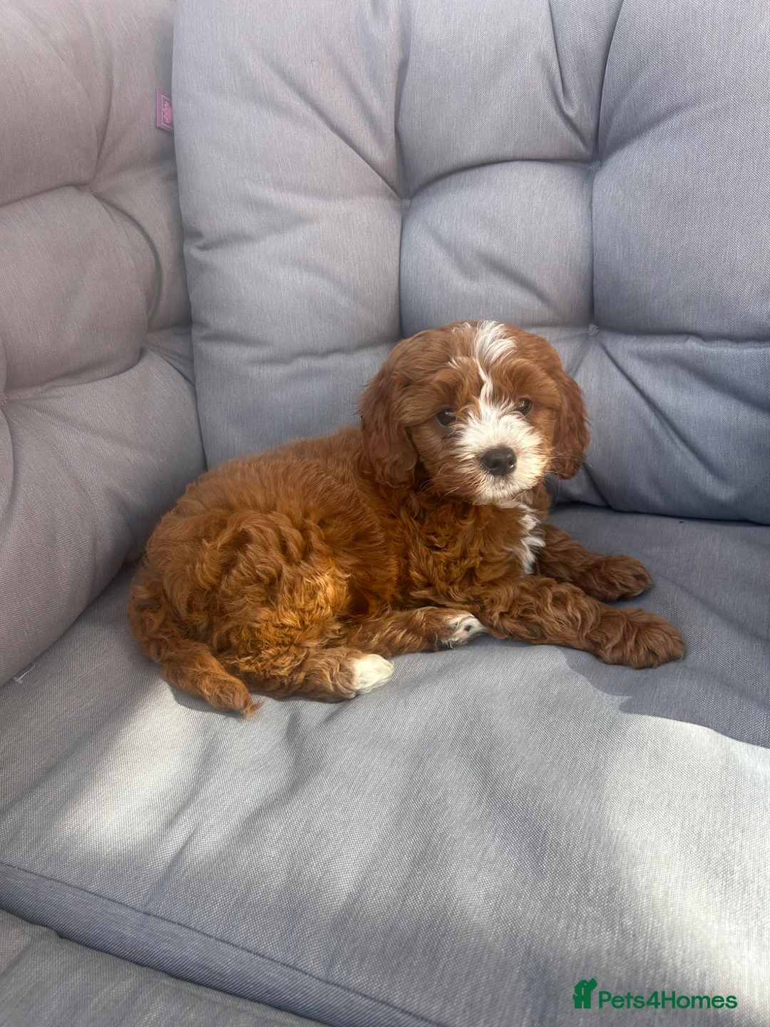 Cavapoo dogs for sale: Cavapoo girl for sale in Liverpool - Advert 1