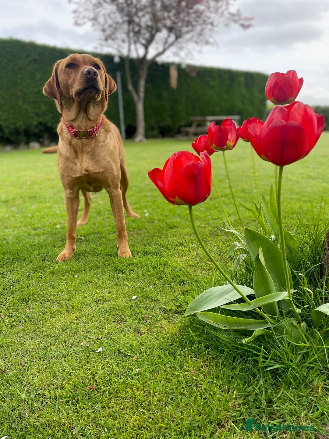 Labrador Retriever dogs for sale: KC Fox Red Labrador Retriever Puppies - Advert 15