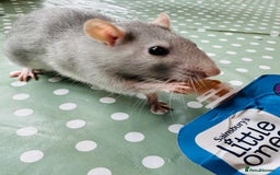 Rat rodents for sale: 4 female rats for sale  - Image 1