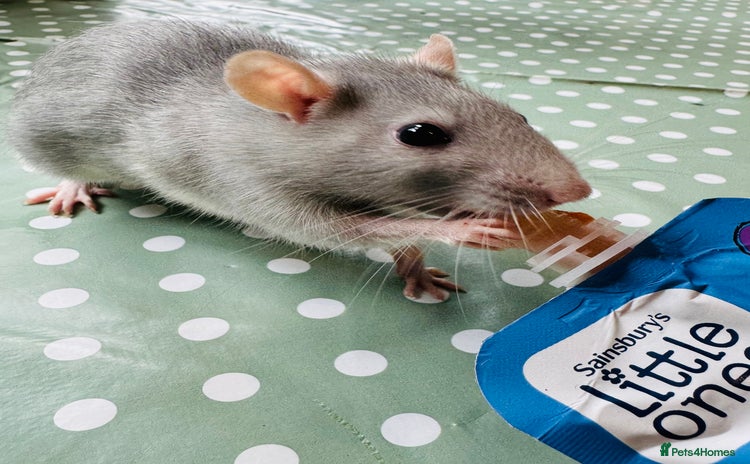 Rat rodents - Advert 1