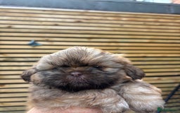 Shih Tzu dogs for sale: Imperial shihtzu - Image 5