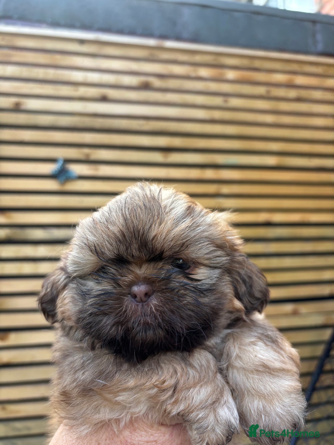 Shih Tzu dogs for sale: Imperial shihtzu - Image 5