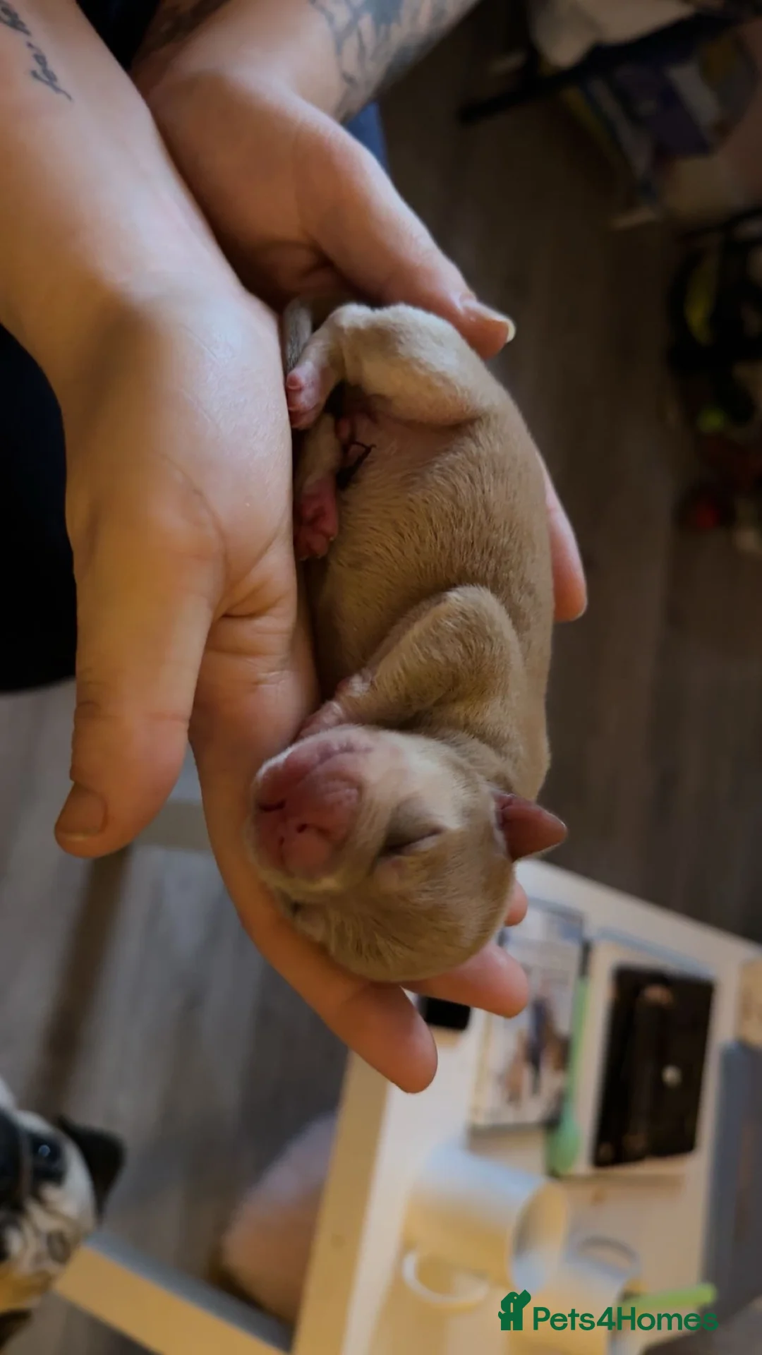 Mixed Breed dogs for sale: Pug cross american bulldog - Advert 9