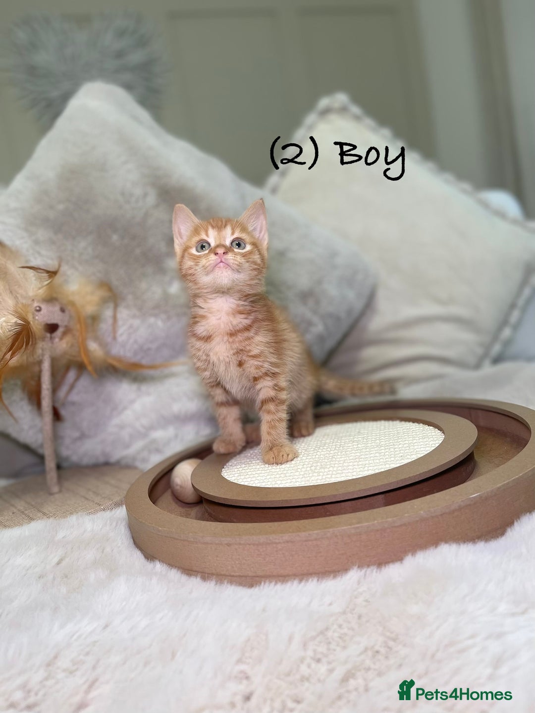 Mixed Breed cats for sale: Stunning kittens 8 weeks old ready now  - Advert 9