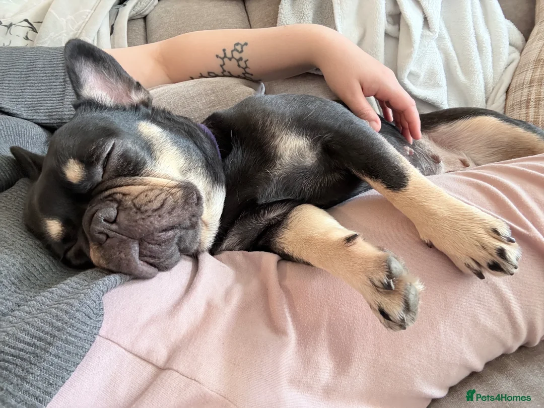 French Bulldog dogs for sale: French Bulldog – 2-Year-Old Female (Kiwi) 🐾 - Advert 1