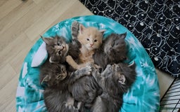 Maine Coon cats for sale: GCCF Registered Pedigree Maine Coon Kittens - Image 1
