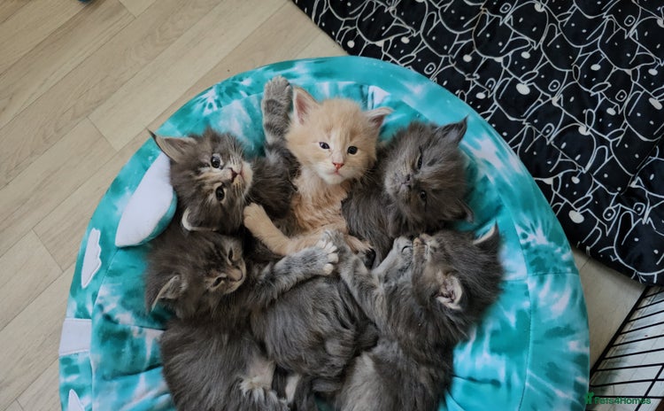 Maine Coon cats - Advert 1