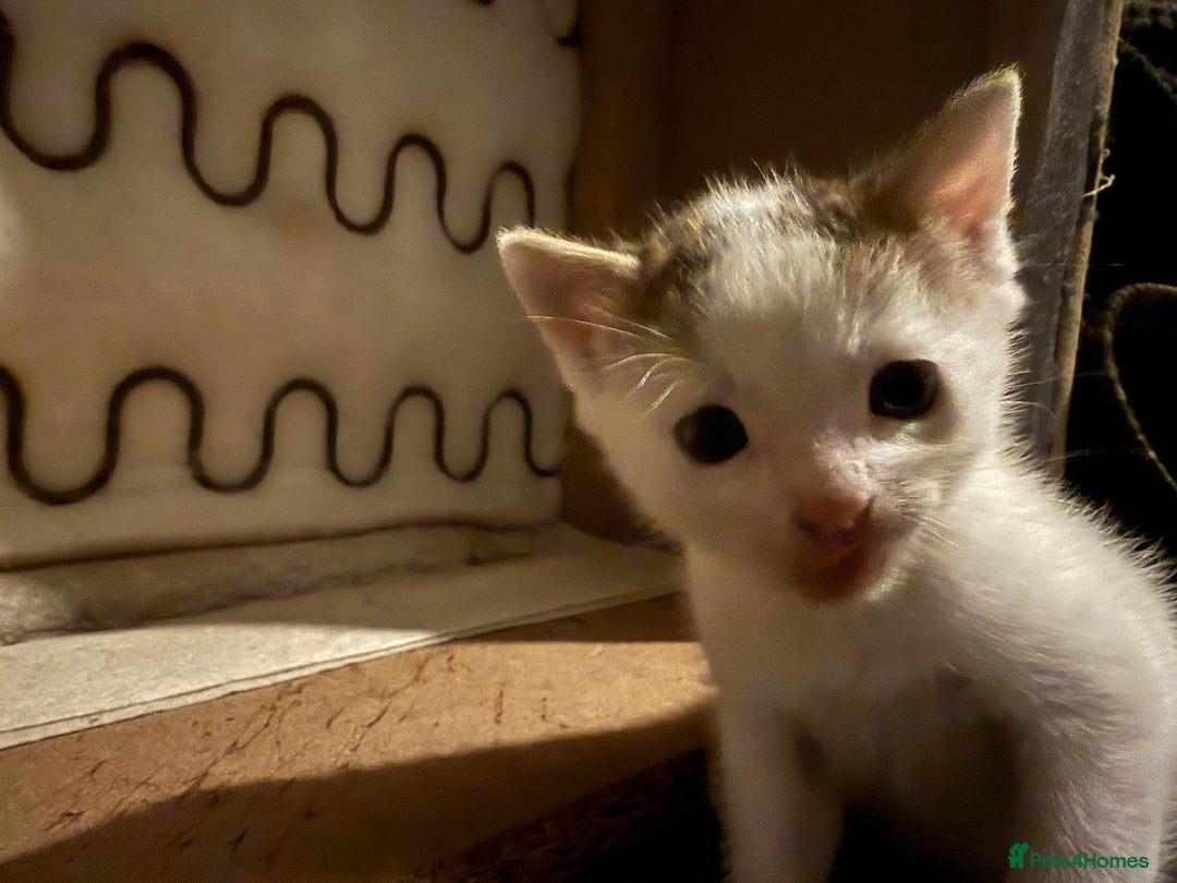 Domestic Shorthair cats for sale: 2 baby Kittens For Sale - Image 3