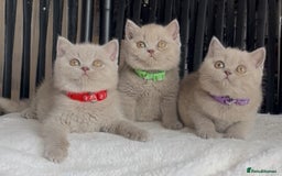 British Shorthair cats for sale: Beautiful Lilac BSH champion Line kittens - Image 13