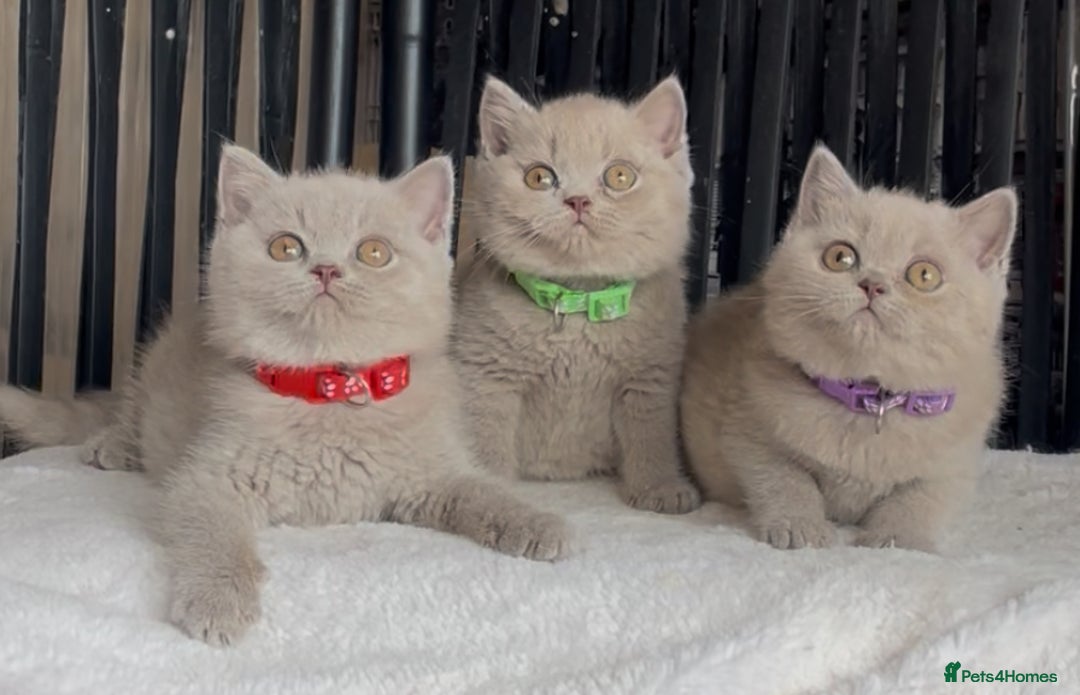British Shorthair cats for sale: Beautiful Lilac BSH champion Line kittens - Image 13