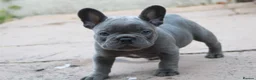 French Bulldog dogs for sale: French bulldog frenchies pups - Advert 15