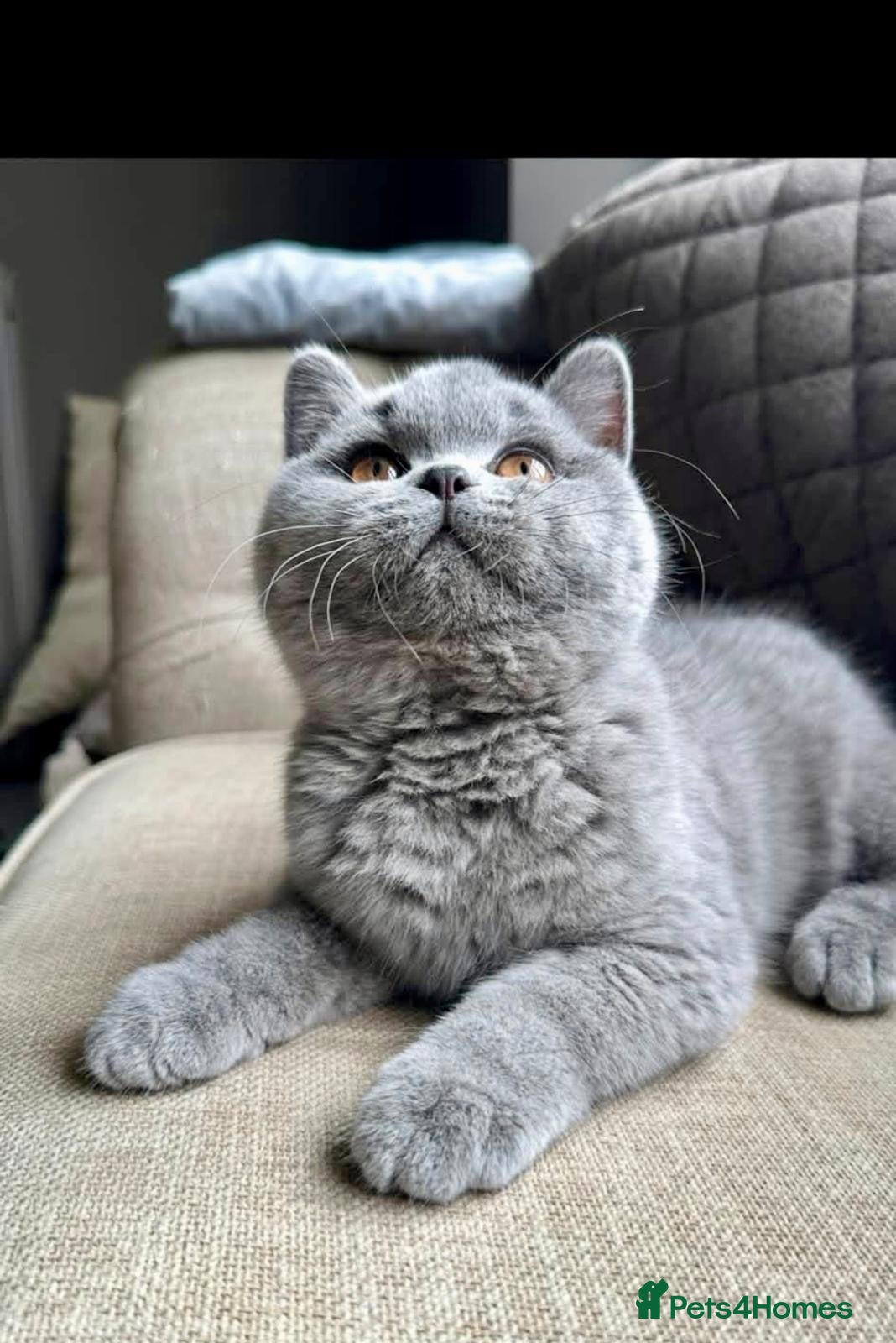 British Shorthair cats 5 Stunning BSH Blue and Lilac Kittens - Advert 1