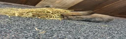 Mixed Breed rabbits for sale: Baby bunnies  - Advert 26