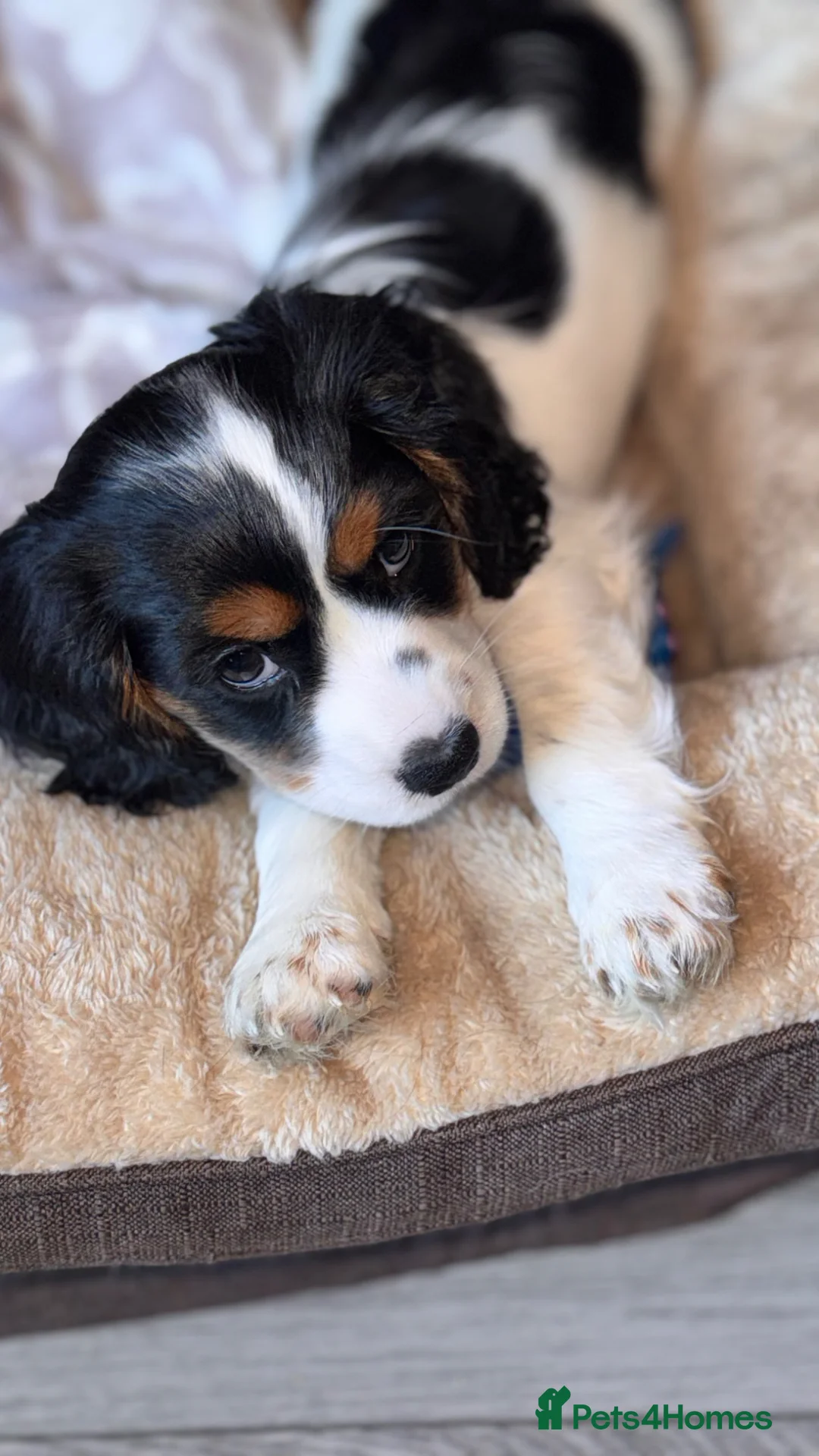 Mixed Breed dogs for sale: Gorgeous TRI COLOUR PUPPY LEFT. All others sold - Advert 2