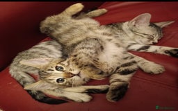 Bengal cats for sale: Bedazzled Early Generation Bengal kittens  - Image 28