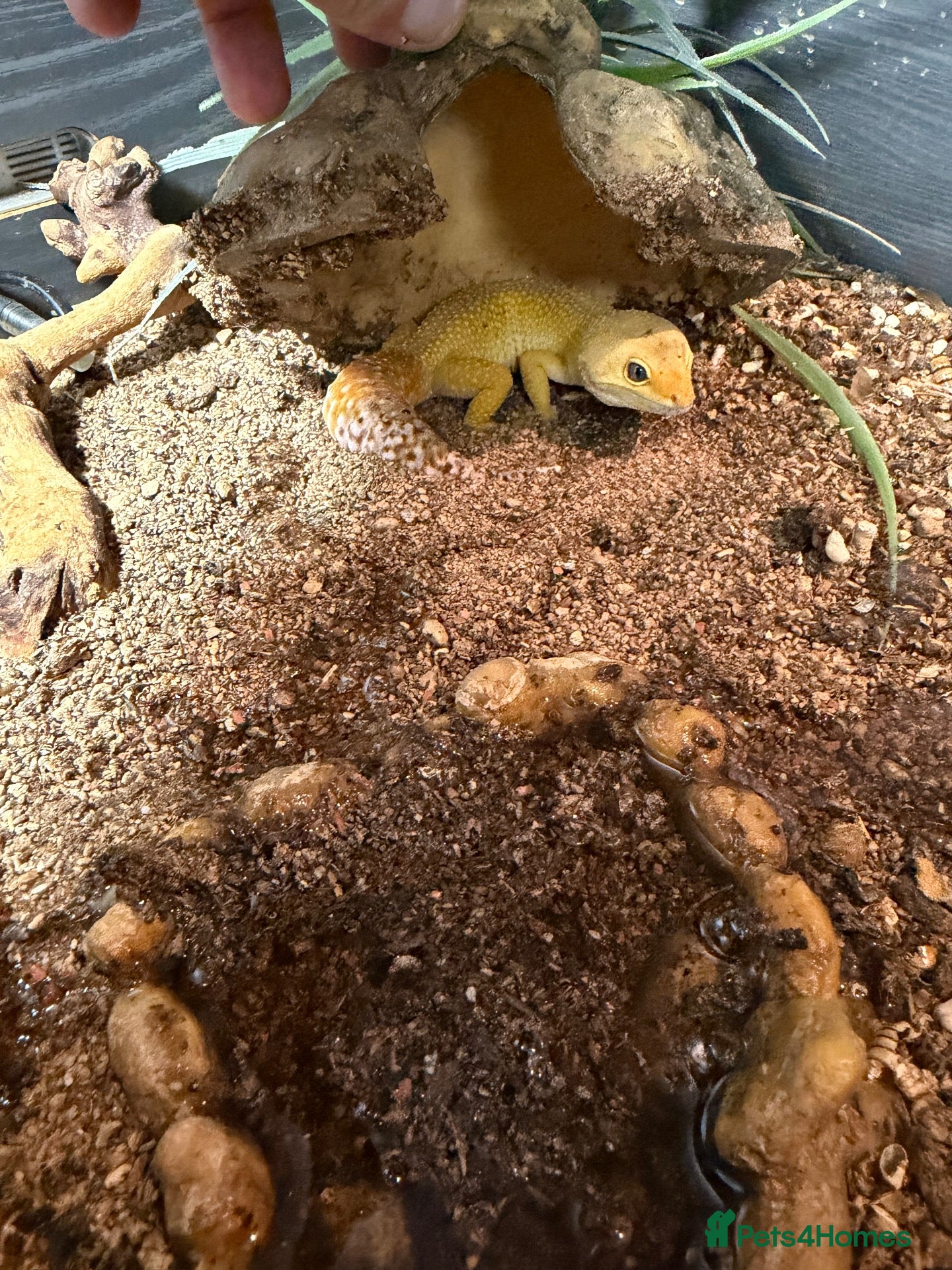 Leopard Gecko reptiles Leopard gecko + set up - Advert 14