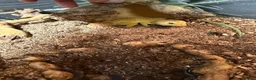 Leopard Gecko reptiles for sale: Leopard gecko + set up - Advert 1