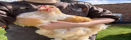Chickens poultry for sale: Large Fowl Brahma Cockerels Mixed Colours - Advert 4