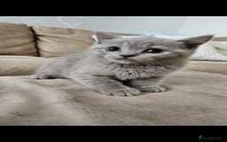 Brazilian Shorthair cats for sale: British short hair kittens  - Image 5