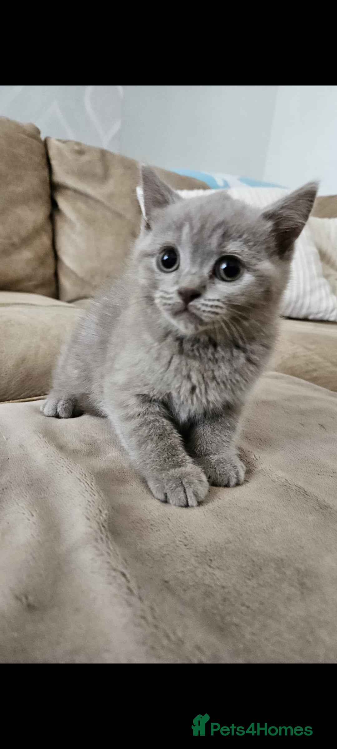 Brazilian Shorthair cats for sale: British short hair kittens  - Image 5